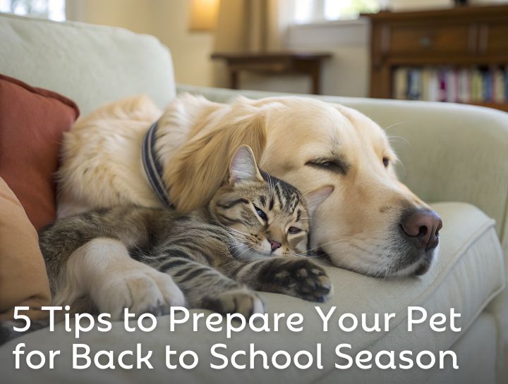 Helping Your Pets Ace the Back-to-School Transition