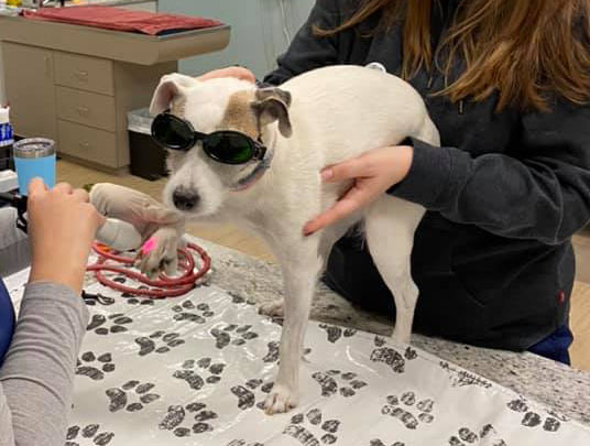 Laser Therapy for Dogs